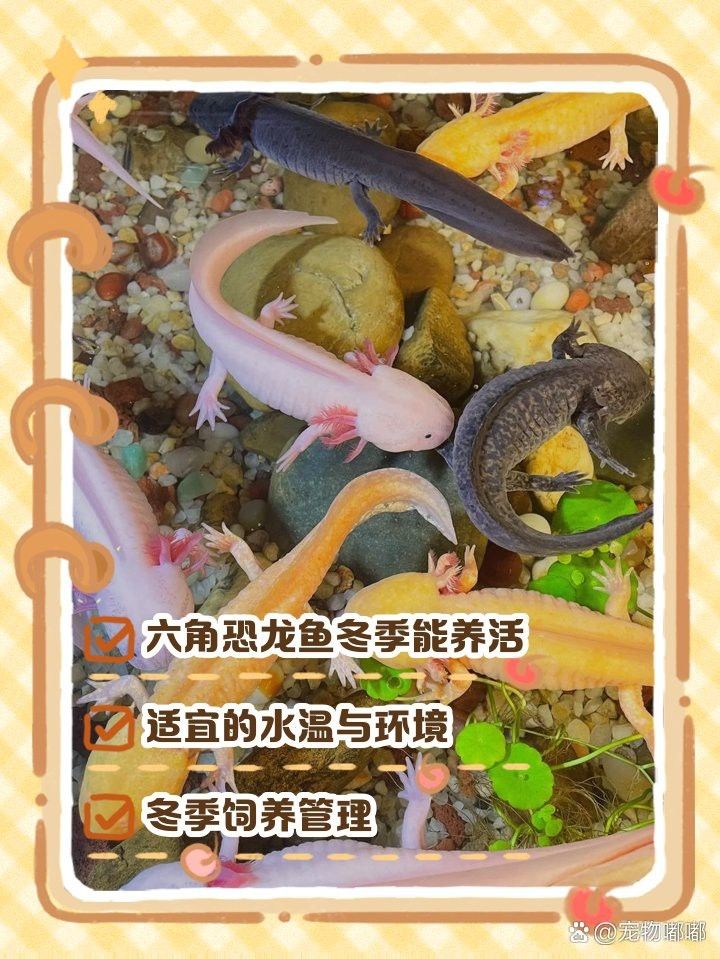 恐龍魚耐低溫嗎