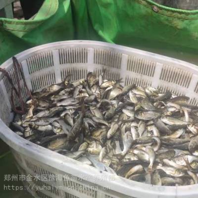 附近賣魚苗的聯系方式 附近賣魚苗的聯系方式 龍魚論壇 第3張