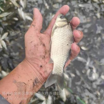 附近賣魚苗的聯系方式 附近賣魚苗的聯系方式 龍魚論壇 第2張