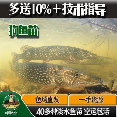 附近賣魚苗的聯系方式 附近賣魚苗的聯系方式 龍魚論壇 第8張
