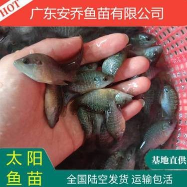 附近賣魚苗的聯系方式 附近賣魚苗的聯系方式 龍魚論壇 第7張