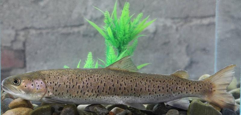 帝王三間好看還是巴西亞好看 帝王三間好看還是巴西亞好看 龍魚論壇 第8張