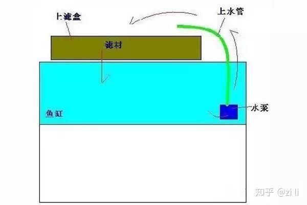 龍魚過濾系統多久需要維護一次？