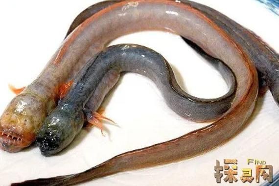 紅狼牙鰕虎魚價(jià)格表圖