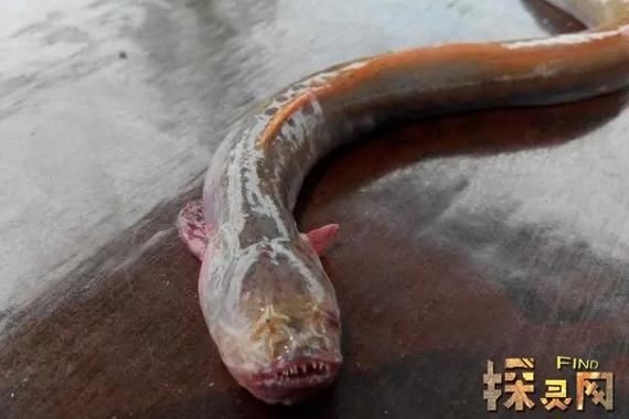 紅狼牙鰕虎魚價(jià)格表圖