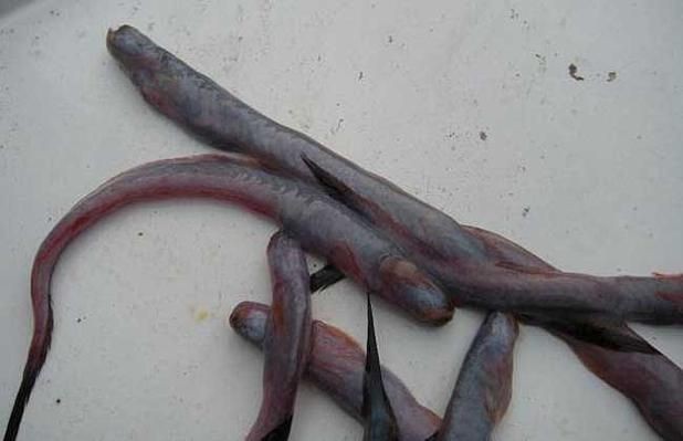 紅狼牙鰕虎魚價(jià)格表圖