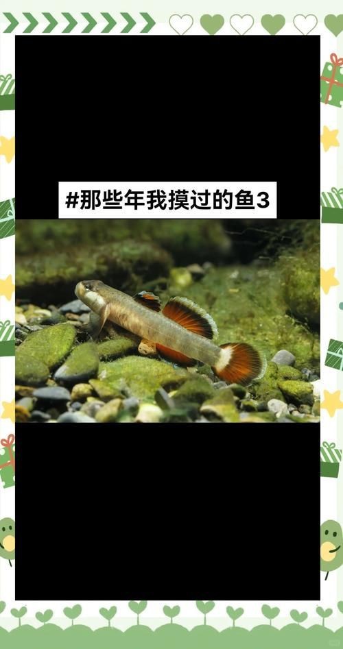 紅狼牙鰕虎魚價(jià)格表圖