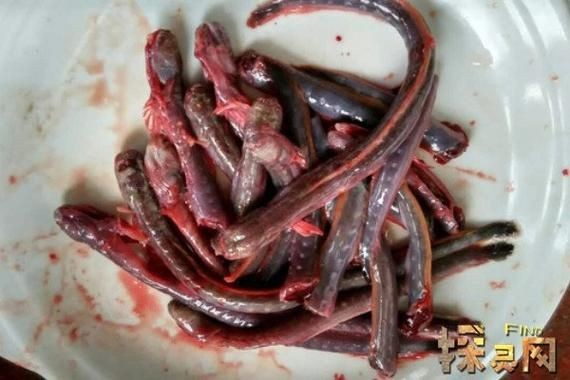 紅狼牙鰕虎魚價(jià)格表圖