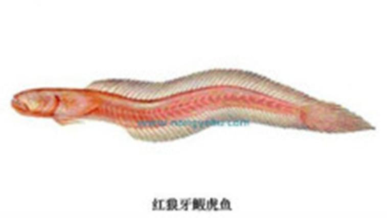 紅狼牙鰕虎魚價(jià)格表圖