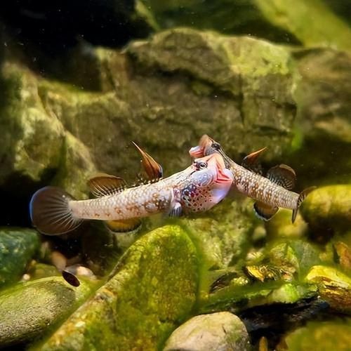 紅狼牙鰕虎魚價(jià)格表圖
