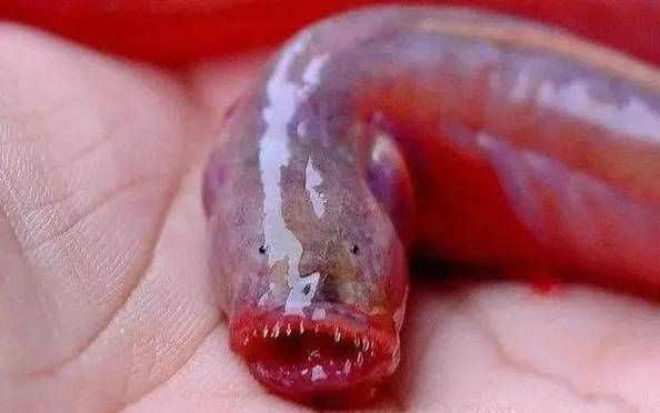 紅狼牙鰕虎魚價(jià)格表圖