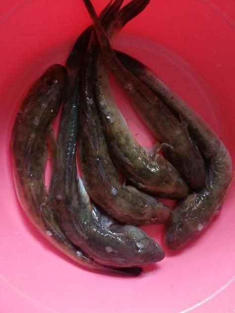 紅狼牙鰕虎魚價(jià)格表圖