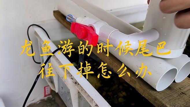 金龍魚尾巴下垂怎么辦