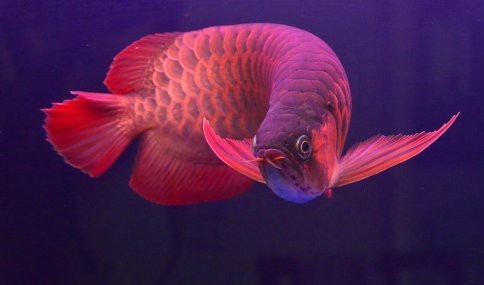 泗水紅龍魚一條價格表 泗水紅龍魚一條價格表 龍魚論壇 第6張