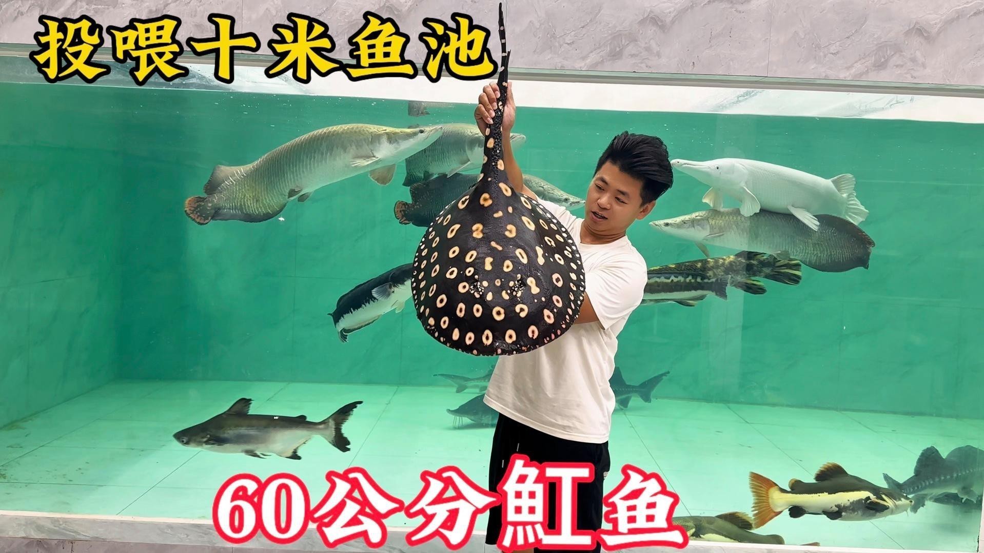 如何欣賞龍龍養魚視頻？ 如何欣賞龍龍養魚視頻？ 龍魚論壇 第1張