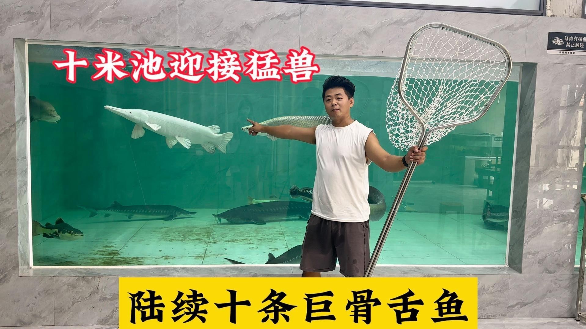 如何欣賞龍龍養魚視頻？ 如何欣賞龍龍養魚視頻？ 龍魚論壇 第4張