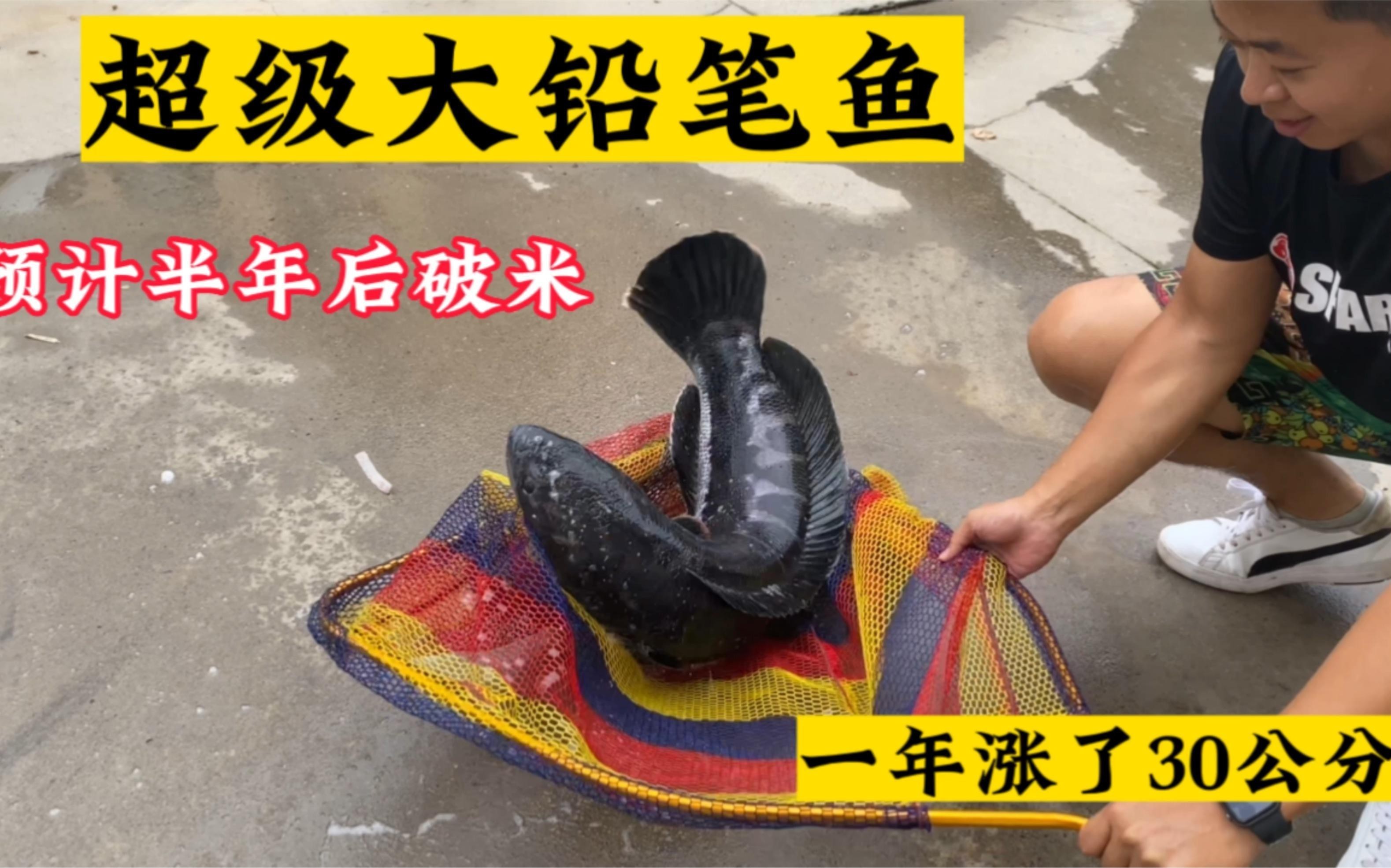 如何欣賞龍龍養魚視頻？ 如何欣賞龍龍養魚視頻？ 龍魚論壇 第6張