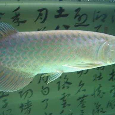 大青龍魚是什么魚類 大青龍魚是什么魚類 龍魚百科 第2張