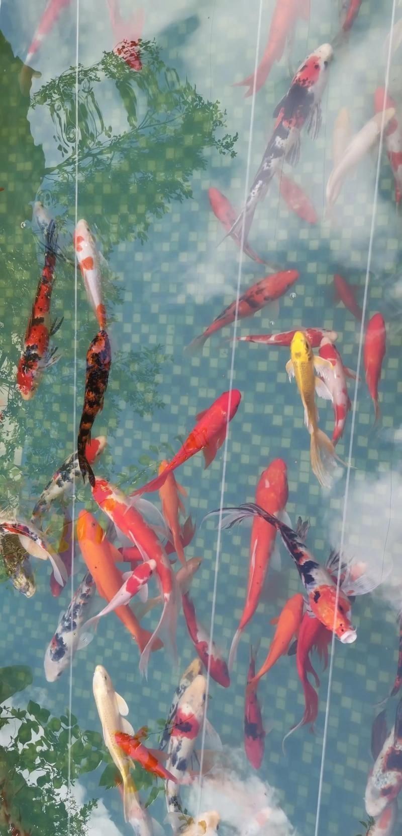 紅鯉魚的風水作用