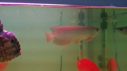 沈陽市沈北新區(qū)熙愛家水族寵物生活館（沈陽市沈北新區(qū)熙愛家水族寵物生活館電話）