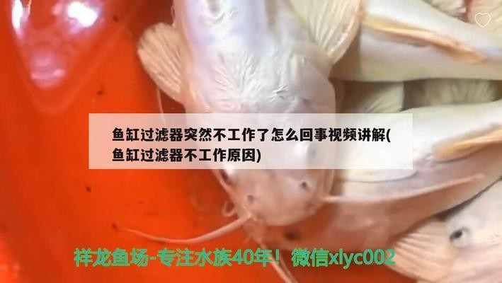 中江縣凱江鎮劉氏寵物經營店 中江縣凱江鎮劉氏寵物經營店 全國水族館企業名錄