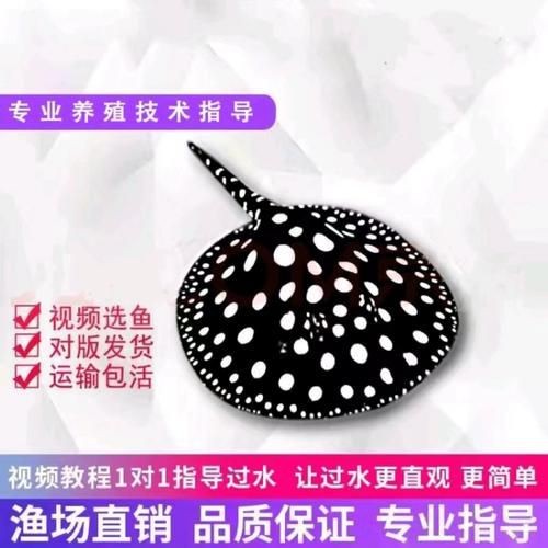 魟魚黑白和白子區別圖