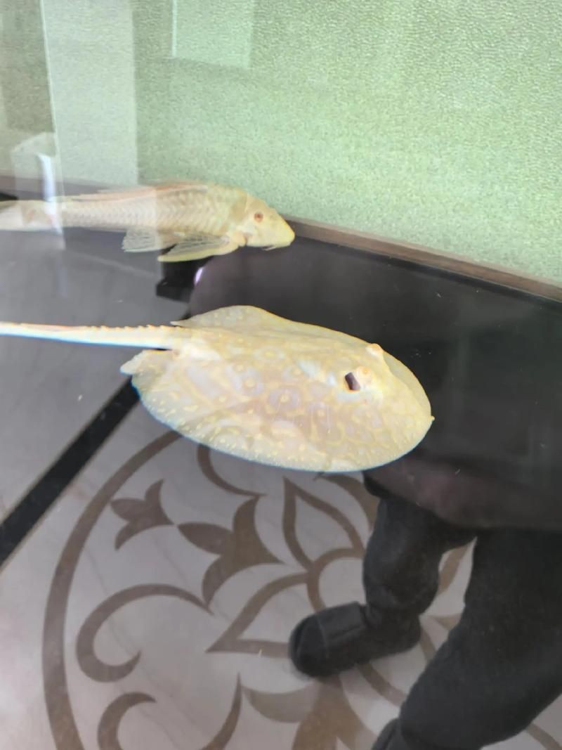 魟魚黑白和白子區別圖