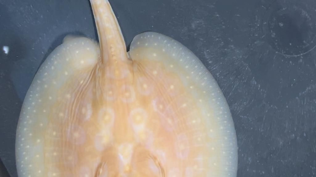 魟魚黑白和白子區別圖