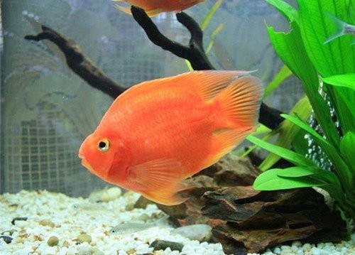 鸚鵡魚龍魚飼養(yǎng)溫度是多少 鸚鵡魚龍魚飼養(yǎng)溫度是多少 龍魚百科 第6張