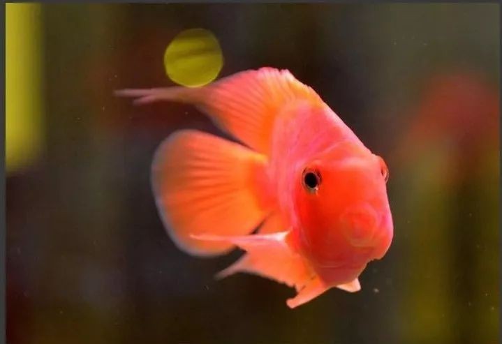 鸚鵡魚龍魚飼養(yǎng)溫度是多少 鸚鵡魚龍魚飼養(yǎng)溫度是多少 龍魚百科 第1張