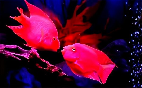 鸚鵡魚龍魚飼養(yǎng)溫度是多少 鸚鵡魚龍魚飼養(yǎng)溫度是多少 龍魚百科 第5張