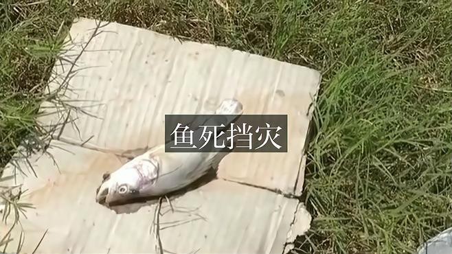 魚替主人擋災(zāi)一般幾天恢復(fù) 魚替主人擋災(zāi)一般幾天恢復(fù) 龍魚論壇 第4張