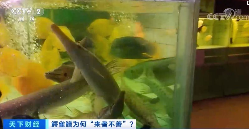 鱷雀鱔魚苗多少一只 鱷雀鱔魚苗多少一只 龍魚論壇 第3張