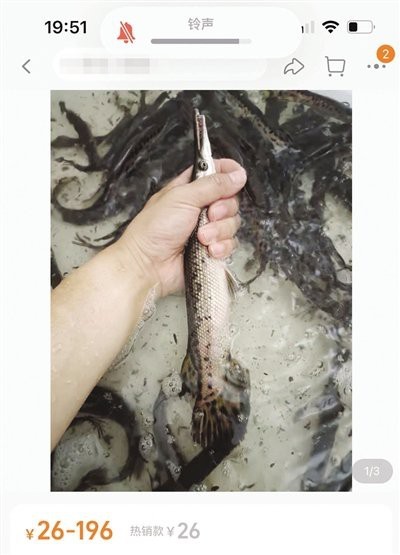鱷雀鱔魚苗多少一只 鱷雀鱔魚苗多少一只 龍魚論壇 第2張