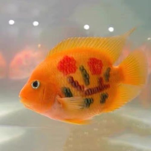 銀龍魚可以和紅鸚鵡養一塊嗎圖片