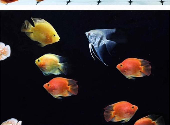 銀龍魚可以和紅鸚鵡養一塊嗎圖片