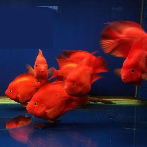 銀龍魚可以和紅鸚鵡養一塊嗎圖片