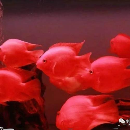 銀龍魚可以和紅鸚鵡養一塊嗎圖片