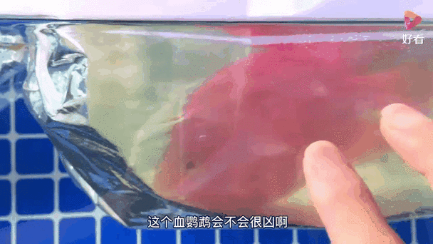 銀龍魚可以和紅鸚鵡養一塊嗎圖片