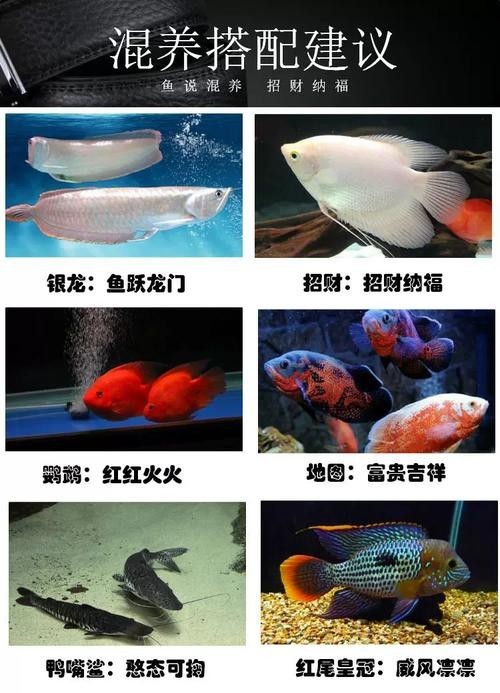 銀龍魚可以和紅鸚鵡養一塊嗎圖片