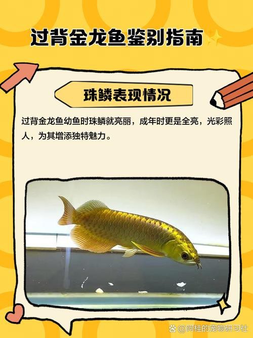 金龍過背和高背的區(qū)別圖解