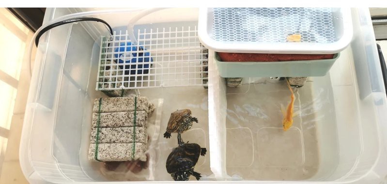 龍龜放魚缸需要哪些配件？
