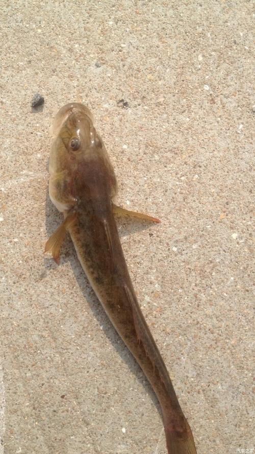 逛魚長什么樣子圖片 逛魚長什么樣子圖片 龍魚論壇 第1張