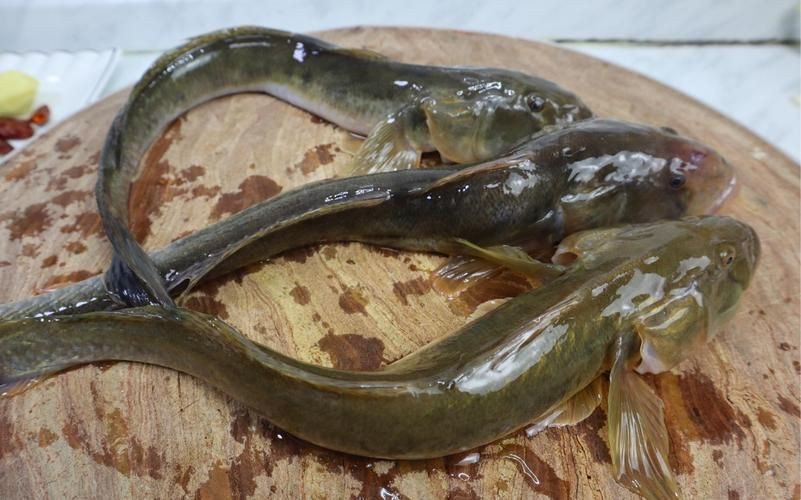 逛魚長什么樣子圖片 逛魚長什么樣子圖片 龍魚論壇 第10張