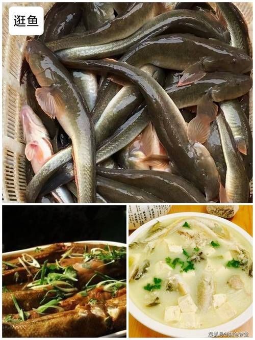 逛魚長什么樣子圖片 逛魚長什么樣子圖片 龍魚論壇 第6張