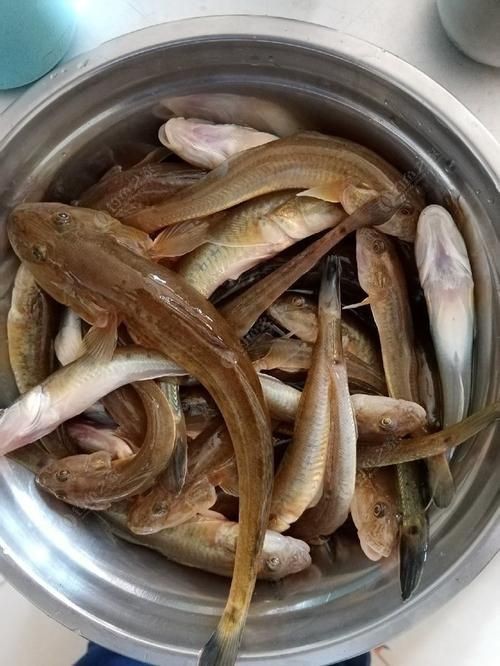 逛魚長什么樣子圖片 逛魚長什么樣子圖片 龍魚論壇 第8張