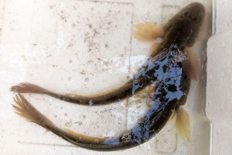 逛魚長什么樣子圖片 逛魚長什么樣子圖片 龍魚論壇 第9張