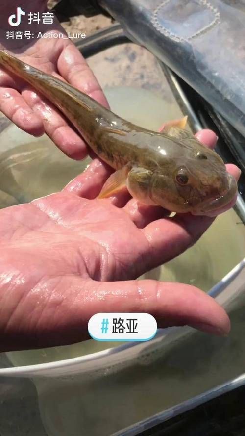 逛魚長什么樣子圖片 逛魚長什么樣子圖片 龍魚論壇 第7張