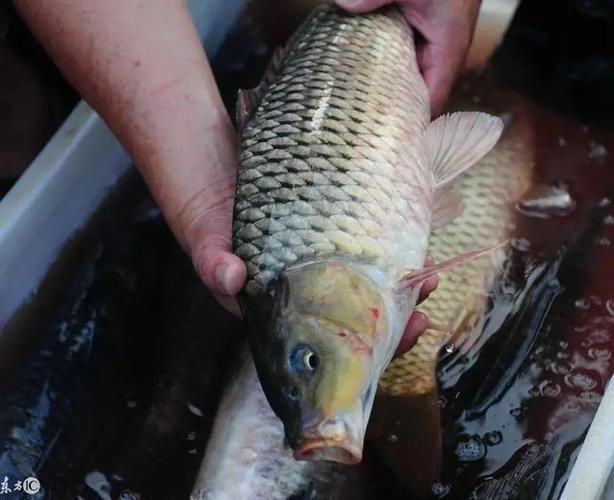 逛魚長什么樣子圖片 逛魚長什么樣子圖片 龍魚論壇 第12張