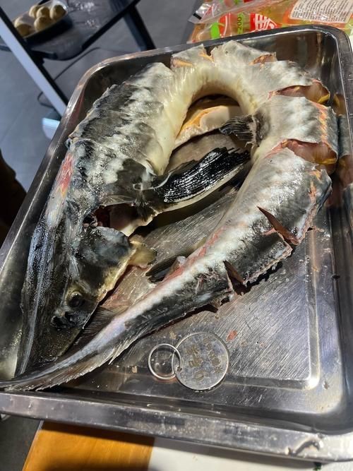 逛魚長什么樣子圖片 逛魚長什么樣子圖片 龍魚論壇 第14張